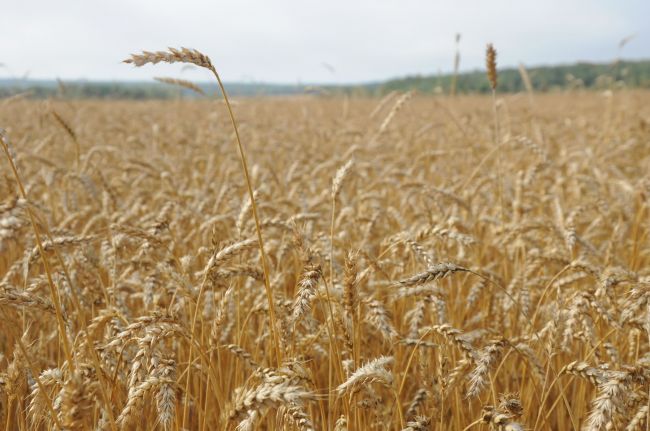 Как бороться с вредителями запасов зерна