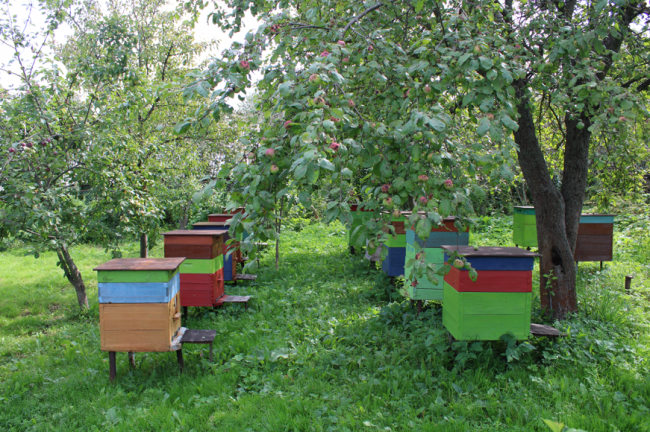 Пчелы в саду – гарантия хорошего урожая