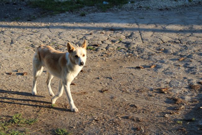 Администрация Ясногорского района будет выплачивать компенсацию за укусы бездомных собак