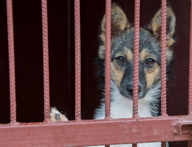 За укус собаки с администрации в Ефремове взыскали 30 тысяч рублей