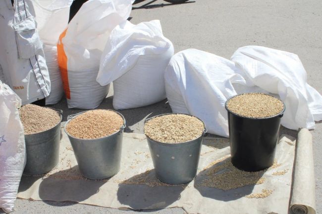 В Тульской области собрали более двух миллионов тонн зерна