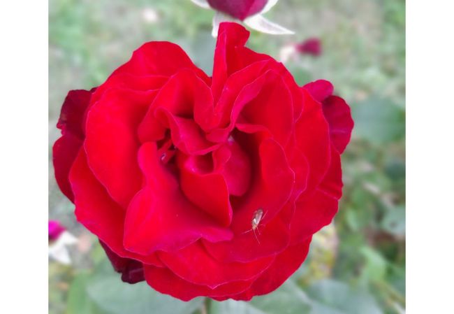 В Ясногорском районе от тепла вновь зацвели розы