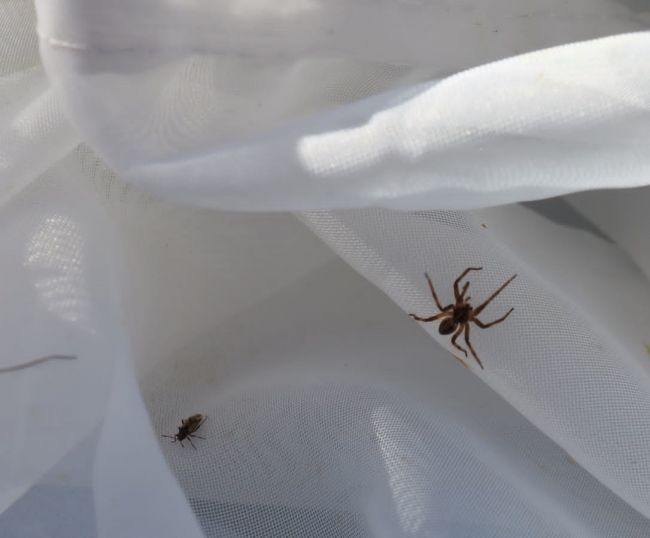 В Ясногорском районе обнаружили необычного паука