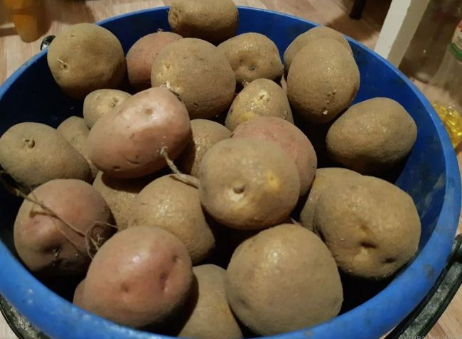 В Красноярске вывели морозоустойчивые сорта картофеля