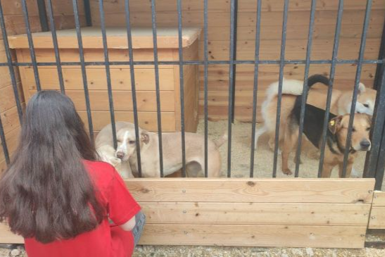 Юные иваньковцы посетили центр помощи бездомным животным