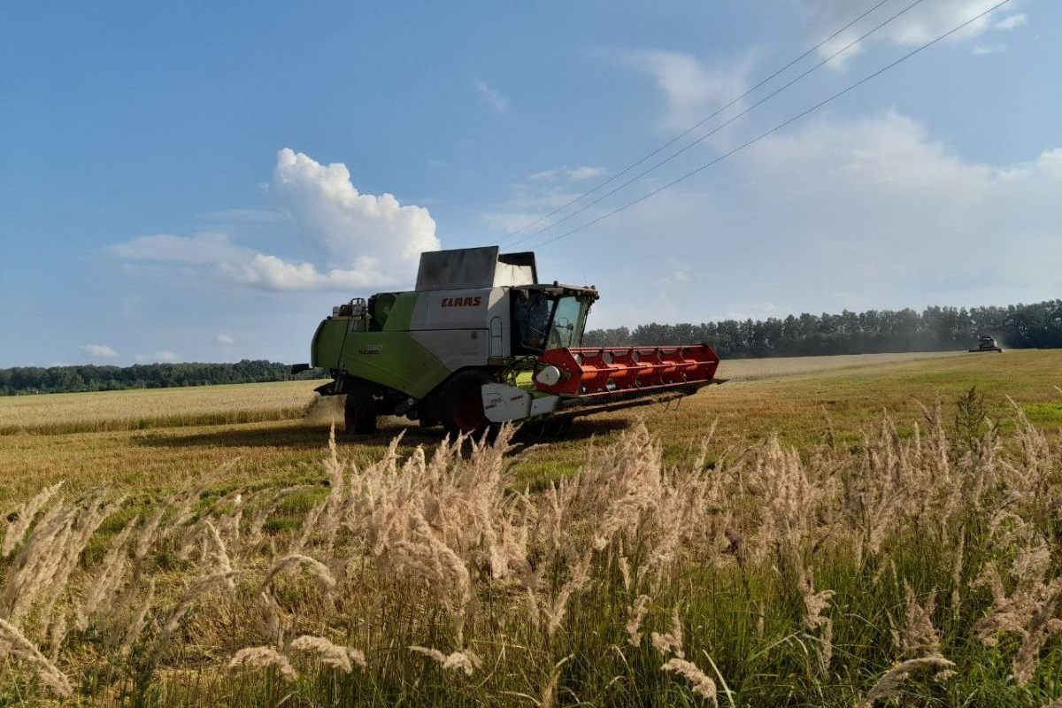 Россия стала лидером по экспорту пшеницы и ячменя