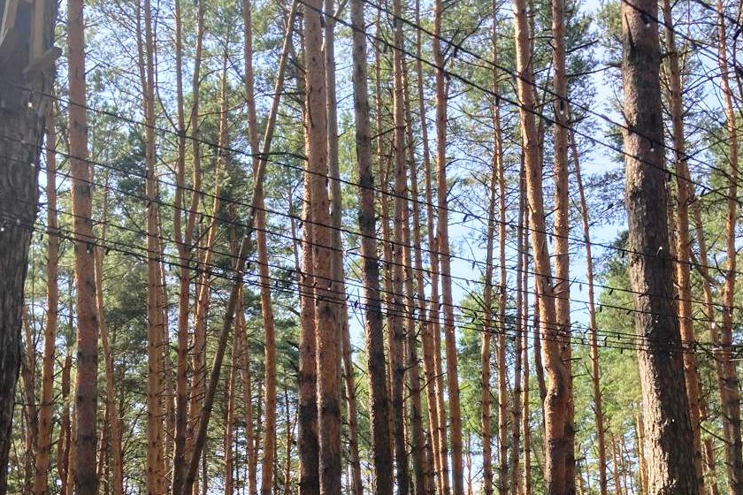 В Кимовском районе выявили незаконную вырубку деревьев