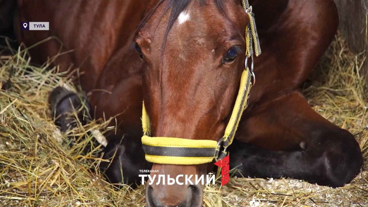Жители Тульской области могут оказать помощь  жеребенку, ранее отправленного на убой