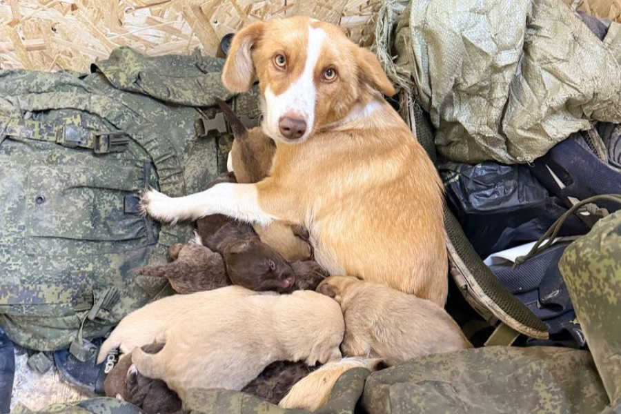 Редакция «Ясногорья» объявляет акцию помощи животным, оказавшимся в зоне СВО