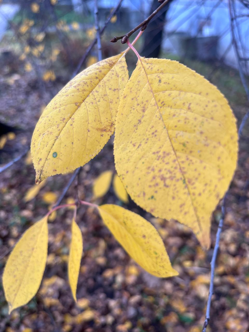 Меняем резину: снег в тульском регионе ожидается на следующей неделе Меняем резину: снег в тульском регионе ожидается на следующей неделе