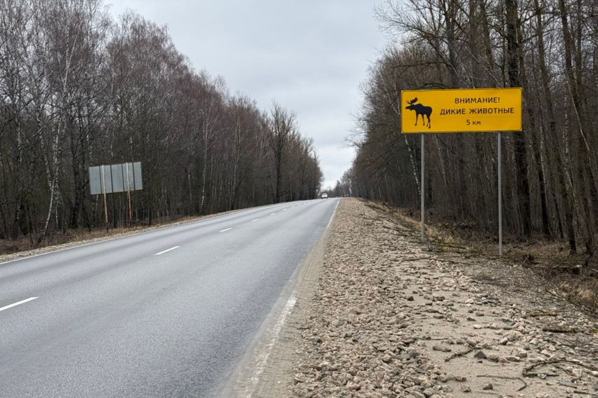 В прошлом году на дорогах региона произошло 177 ДТП с участием диких животных В прошлом году на дорогах региона произошло 177 ДТП с участием диких животных