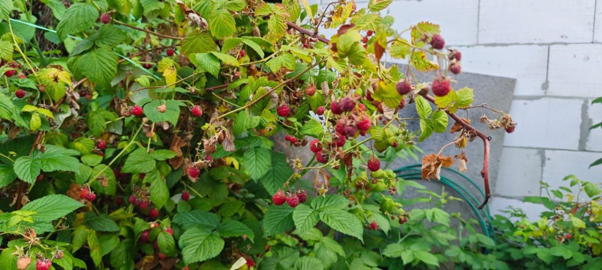 Малиновый звон на дачах ясногорцев Малиновый звон на дачах ясногорцев