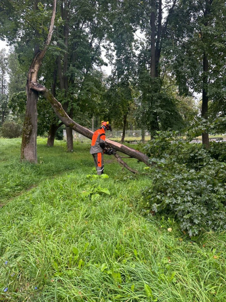 Ясногорцев призывают сообщать об опасных деревьях