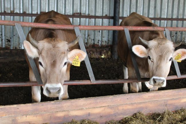 А сколько корова дает молока: Тульская область - в топ-5 по показателям надоев
