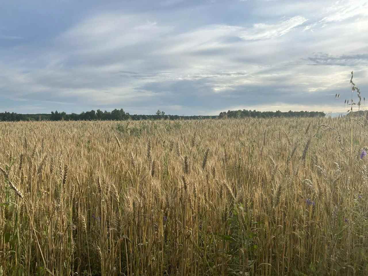 Ясногорские сельхозпроизводители на пороге уборочной кампании Ясногорские сельхозпроизводители на пороге уборочной кампании