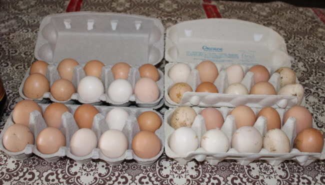 Импорт куриных яиц освободят от таможенной пошлины с 1 января