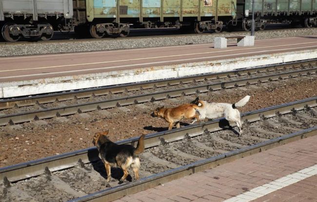Почему опасно выпускать питомца на самовыгул? Почему опасно выпускать питомца на самовыгул?