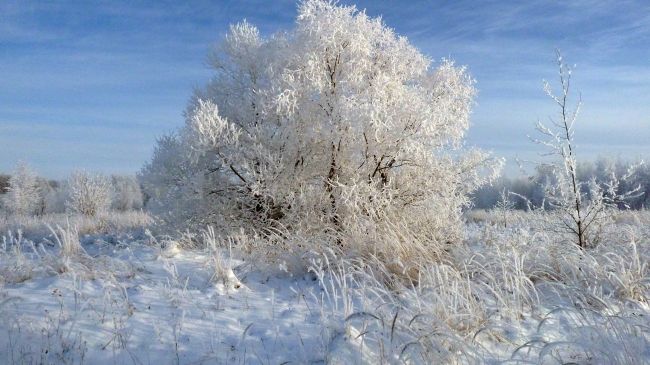 В Заокском районе 11 февраля будет снежно и морозно