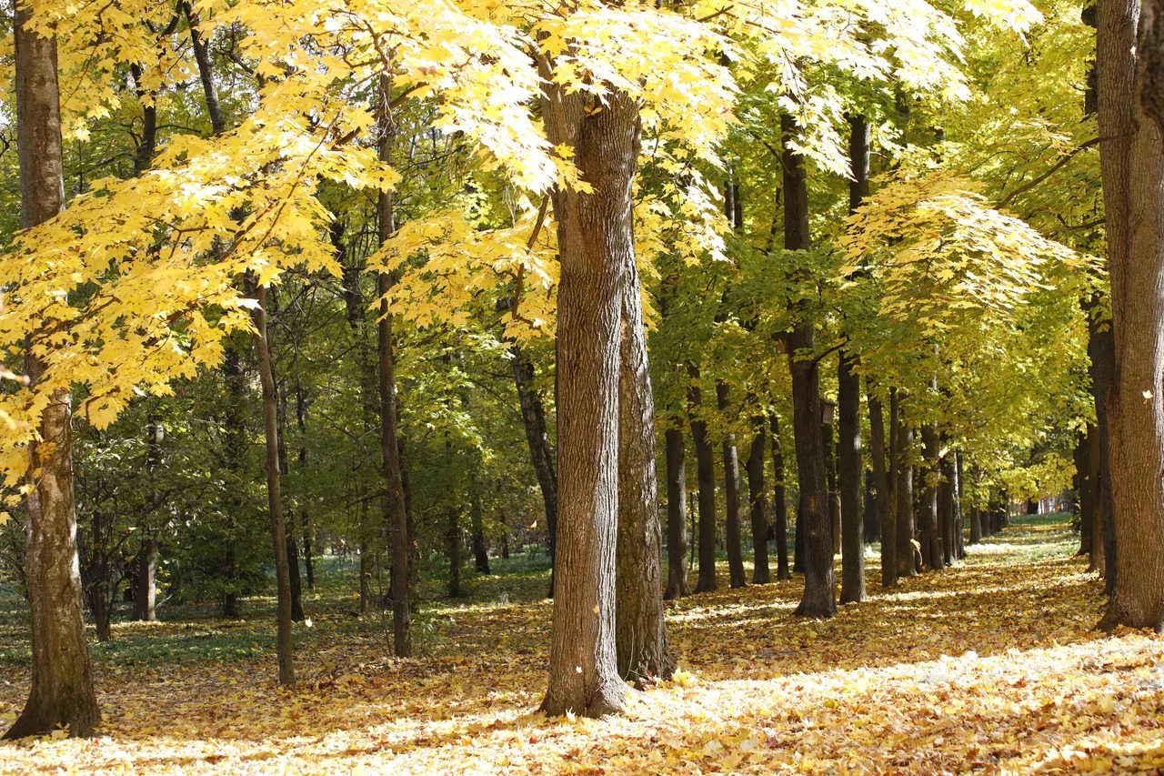 Сегодня в Заокском туман. Осадков не ожидается Сегодня в Заокском туман. Осадков не ожидается