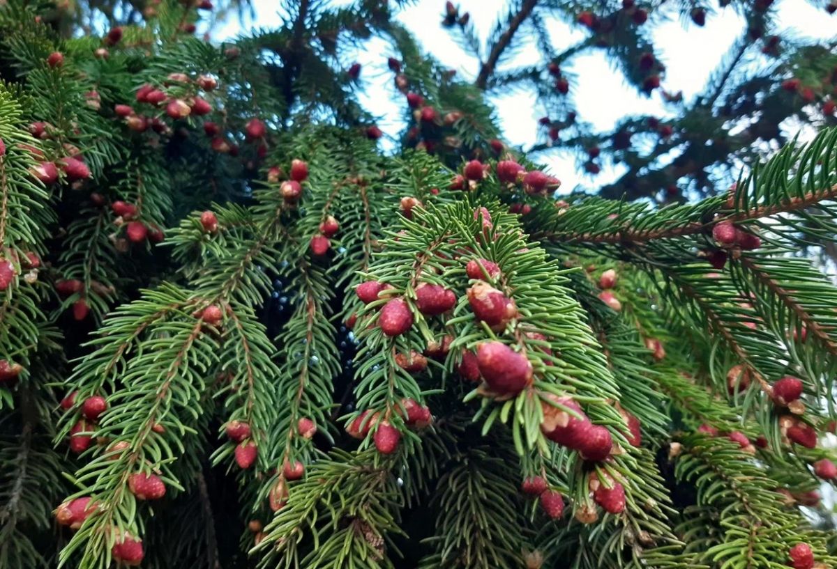 Сегодня в Заокском пасмурно. Осадков не ожидается Сегодня в Заокском пасмурно. Осадков не ожидается