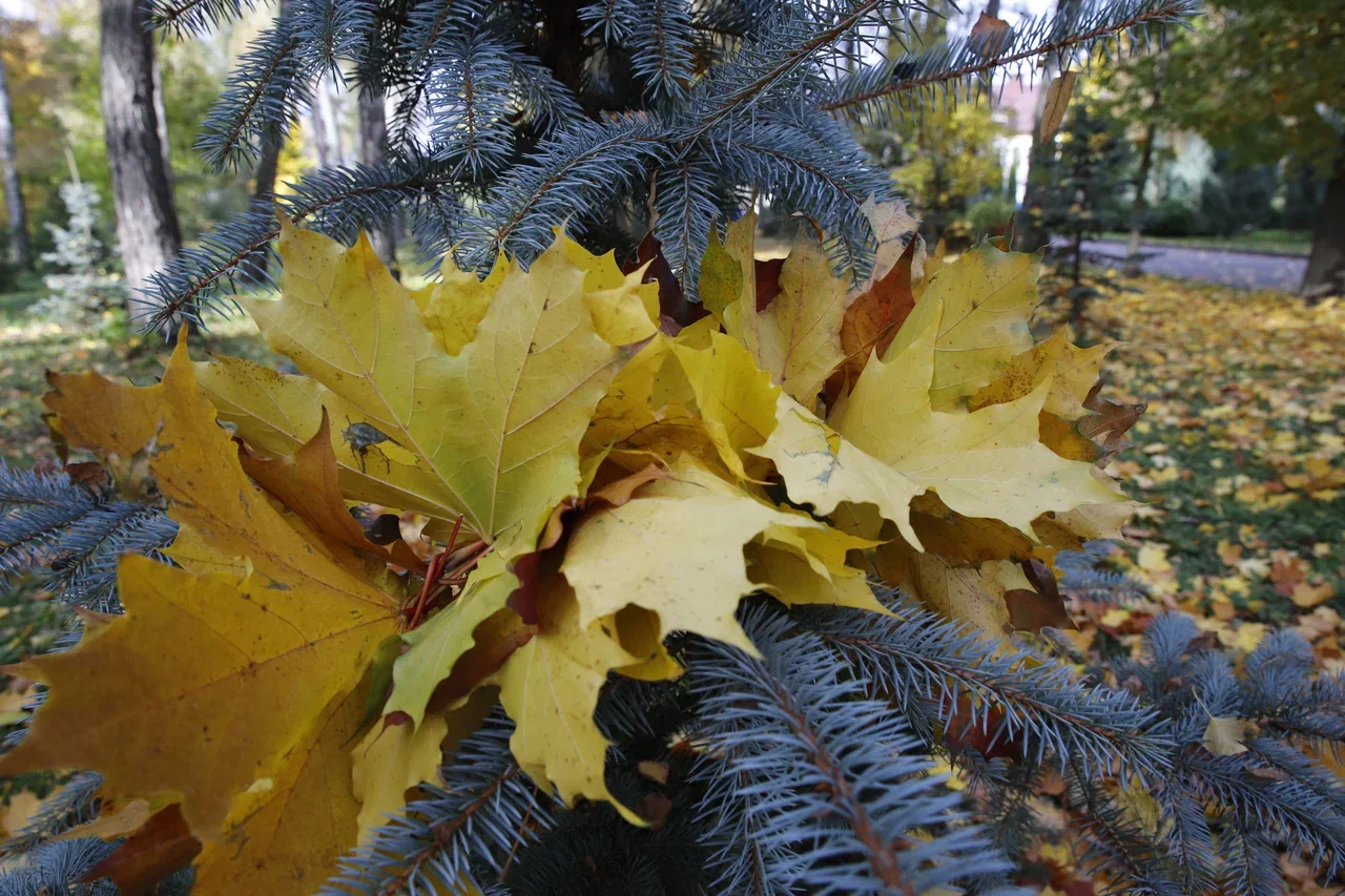 Сегодня в Заокском пасмурно. Осадков не ожидается