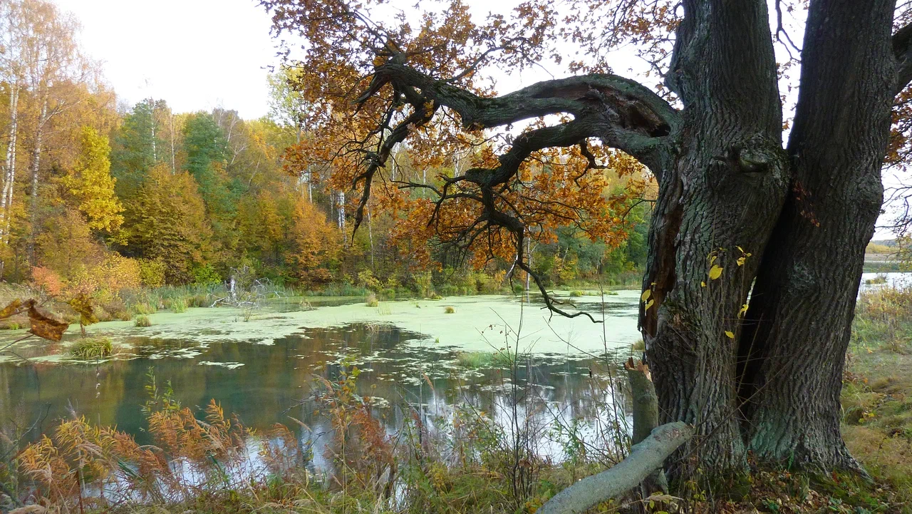 В Заокском сегодня пасмурно, без осадков В Заокском сегодня пасмурно, без осадков