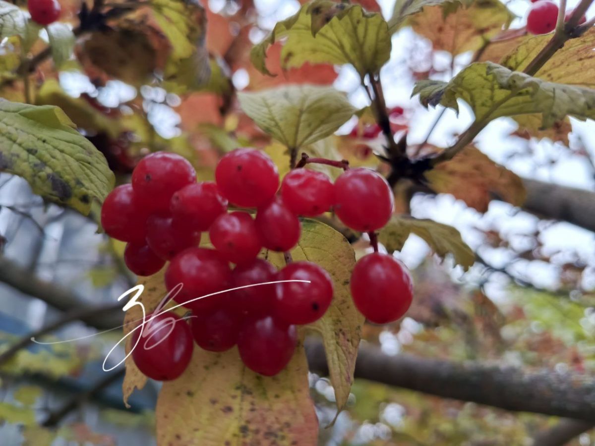 В Заокском сегодня пасмурно, возможен небольшой дождь