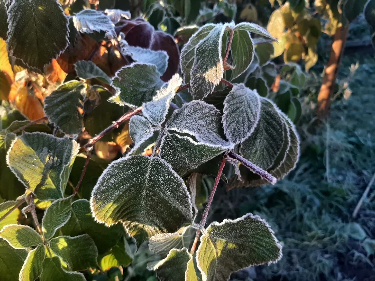 В Заокском сегодня пасмурно, возможен дождь со снегом
