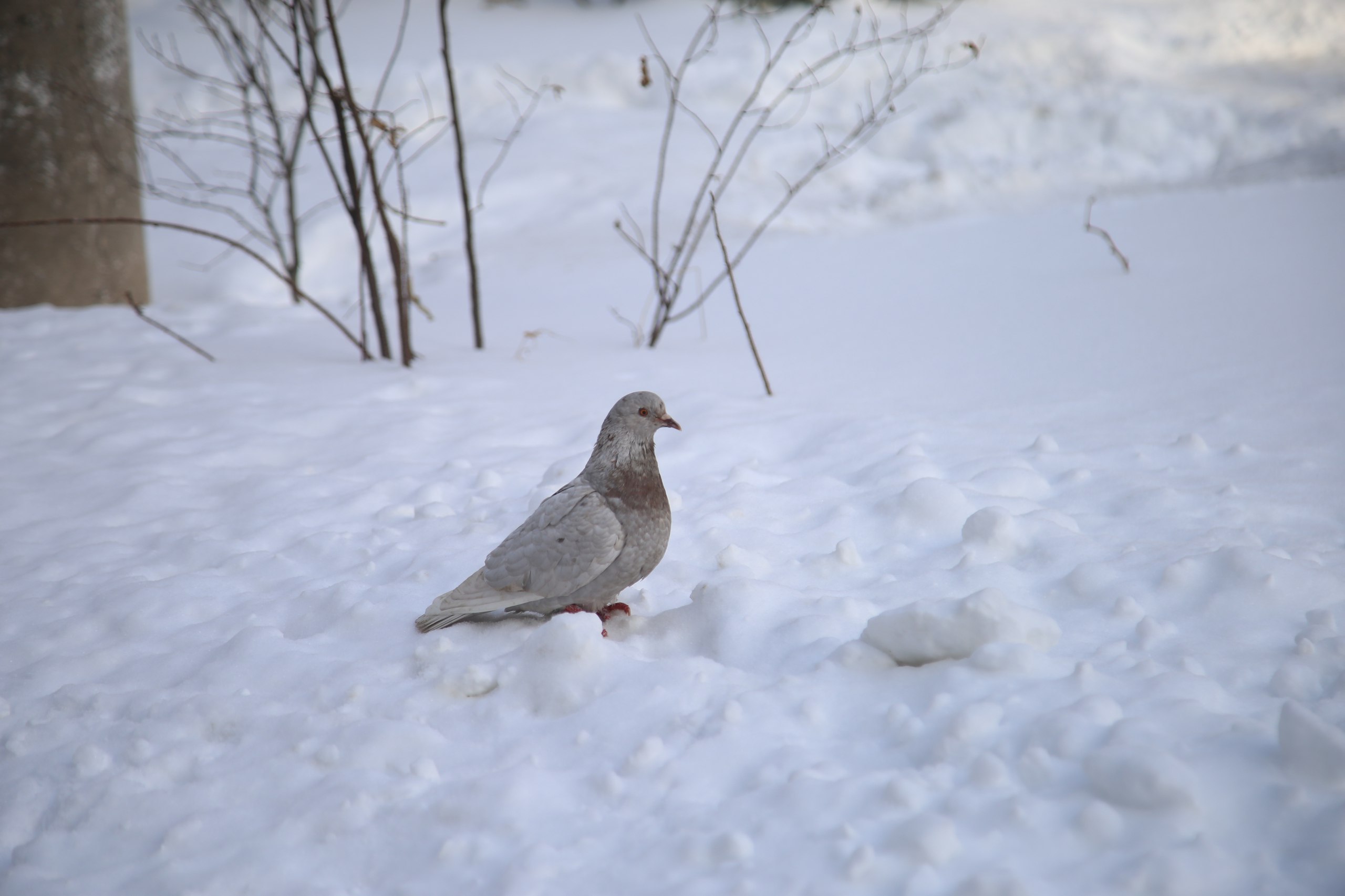 В Тульской области прогнозируется резкое похолодание