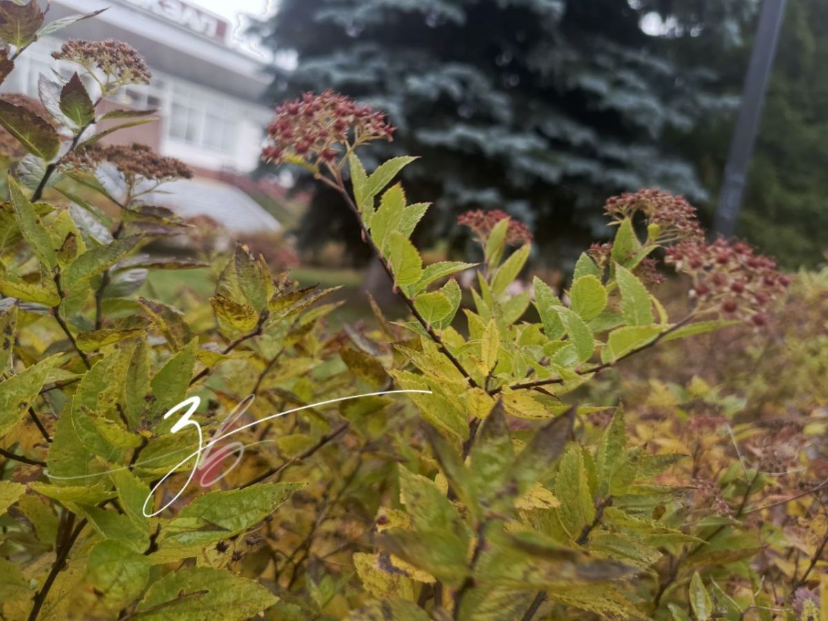 В Заокском сегодня пасмурно, небольшой снег с дождем В Заокском сегодня пасмурно, небольшой снег с дождем