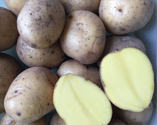 Светлана Иванова рассказала о подготовке семенного картофеля к посадке