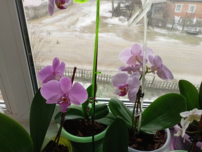 Нужно ли пересаживать купленную орхидею